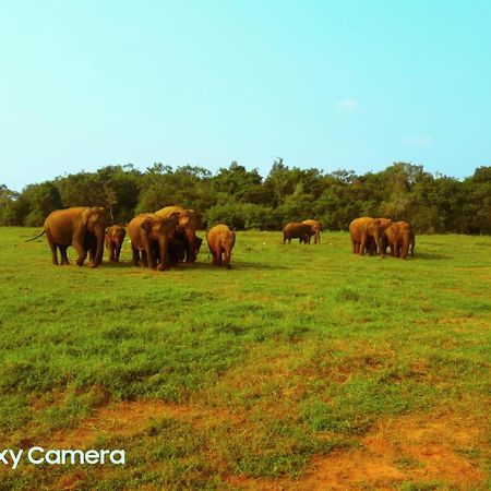 Minneriya Jeep Safari Хабарана Екстер'єр фото