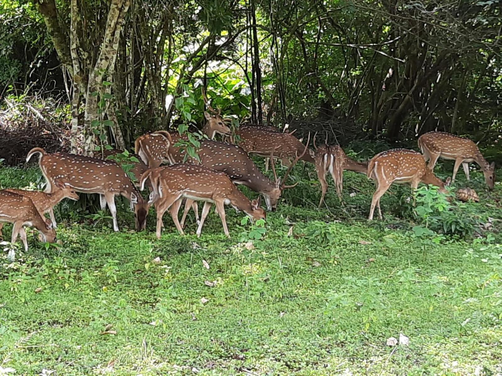 Minneriya Jeep Safari Хабарана Екстер'єр фото