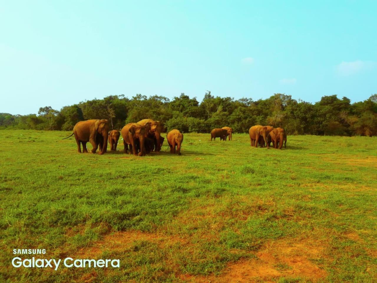 Minneriya Jeep Safari Хабарана Екстер'єр фото