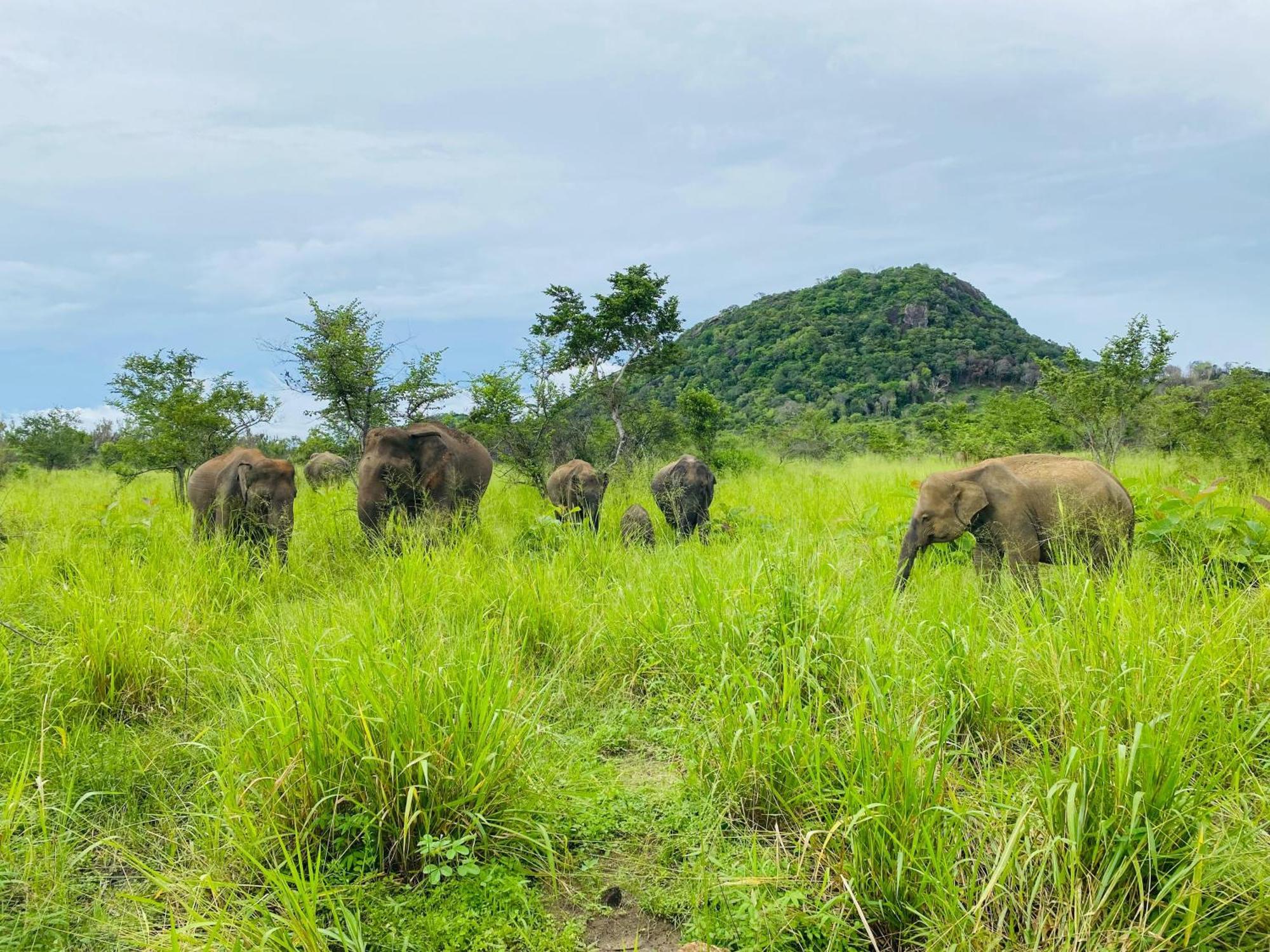 Minneriya Jeep Safari Хабарана Екстер'єр фото